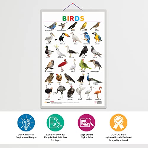 Image of GO WOO Combo of 2 Alphabet and Birds Educational Posters for Preschool Kids Classroom Study | Learning- Charts for Kids Learning (20 inchX30 inch Inches)