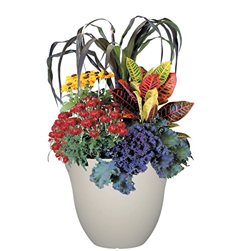 image for Classic Home and Garden Honeysuckle Planter, Patio Pot, 13