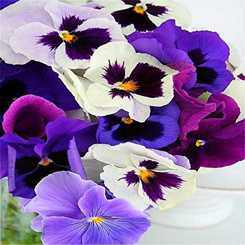 Beautiful Seed Flower African Violet Seeds for Garden Seeds Flowers