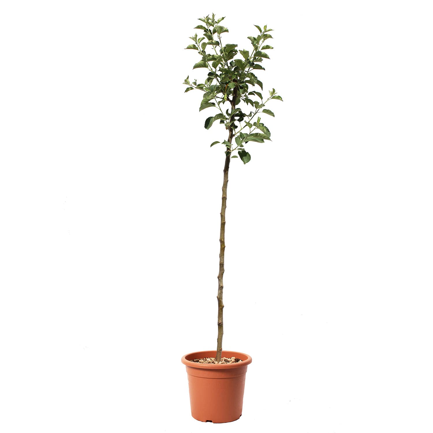 KENTIS - Pommier 'Reinette du Canada' - Malus Domestica - Vraies Plantes d'Extérieur - Arbre Fruitier de Jardin d'Ornement - Pot de Culture Ø 24 cm