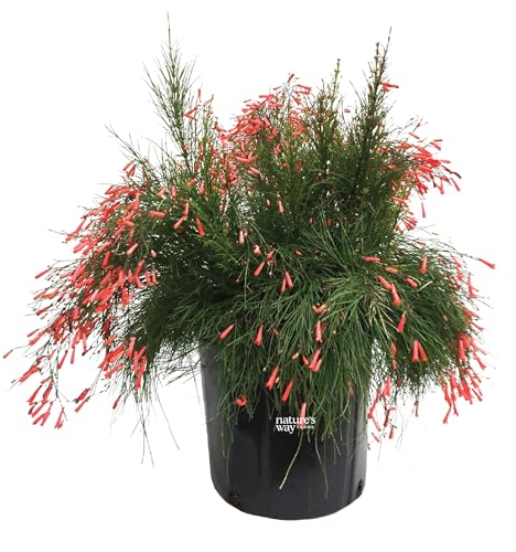 Nature’s Way Farms Russelia Firecracker Outdoor Flowering Live Plant (25-30in Tall) in Grower Pot Comes Without Flowers