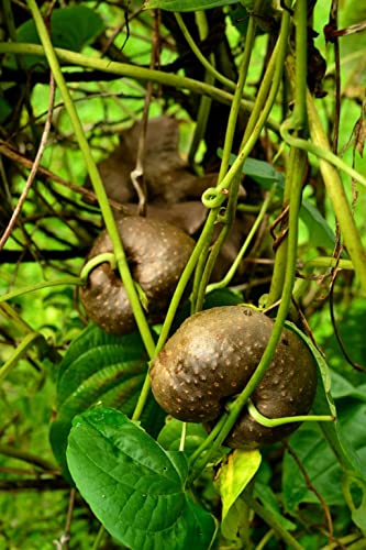 Creative Farmer അടതാപ്പ് | Air Potato Dioscorea Bulbifera Best Fruiting Plants 2 Tuber For Growing (Healthy Live Plant) (B09SD358D6) Amazon Price History, Amazon Price Tracker