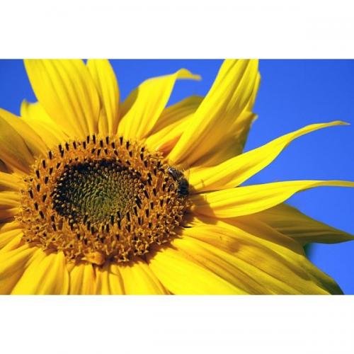 Classic Bird Sonnenblumenkerne, weiss 25kg, Hühnerfutter, Hühnermischfutter