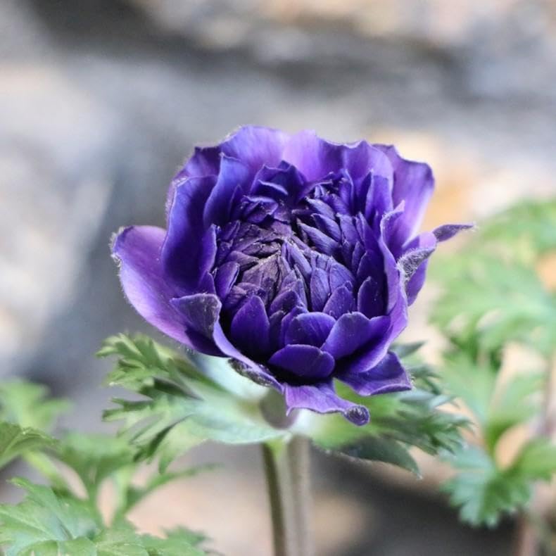 317　アネモネ Amazon.co.jp: 八重咲き アネモネ ポルト ダブル ブルー 3.5号ポット苗