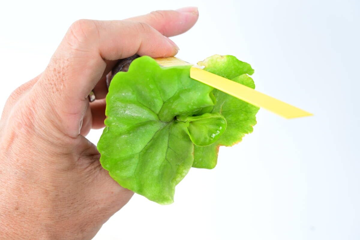 Amazon.co.jp: P.ridleyi ' King' TC③ @bikamori.com ビカクシダ