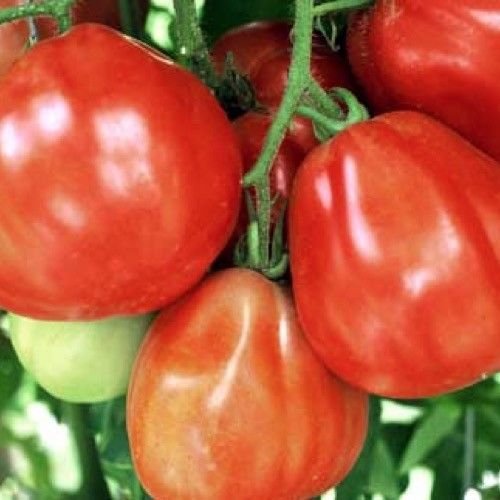 PLAT FIRM Germination Seeds: 50 - Seeds: Italian Red Pear Tomato Seeds - Perfect for Making Italian Tomato Sauce & Paste!