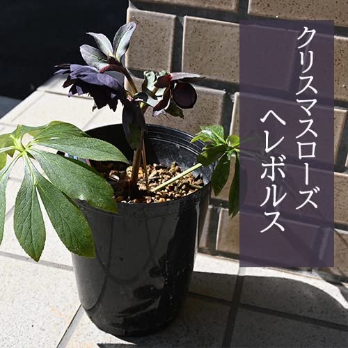 専用、ブラック系クリスマスローズ、苗、開花株 Amazon.co.jp: クリスマスローズブラック開花株 八重クリスマスローズ