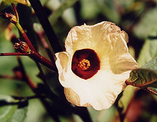 Asklepios-seeds® - 35...