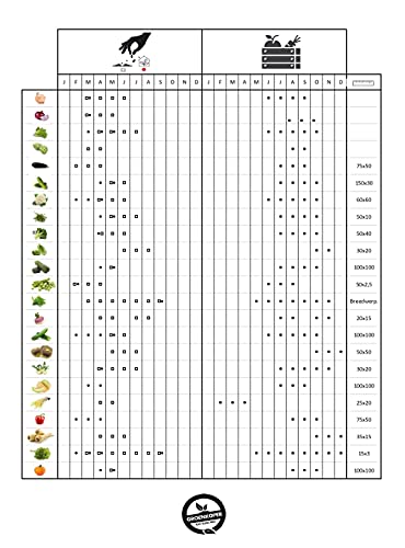 Thym - zaden - Afbeelding 6