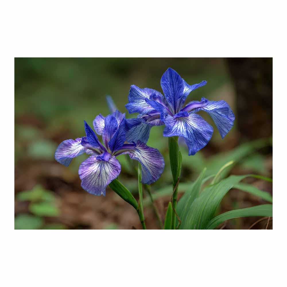 ZAMAEIU Nature Landscape Canvas Wall Art Double-petalled blossomss posters picture, Modern Wall Decor, for Bedroom, Office, Living Room, Corridor, classroom(blue)-20x30cm Unframed