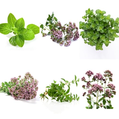 Semillas de orégano - Orégano vulgar - semillas de silvestres variedades antiguas 200pcs