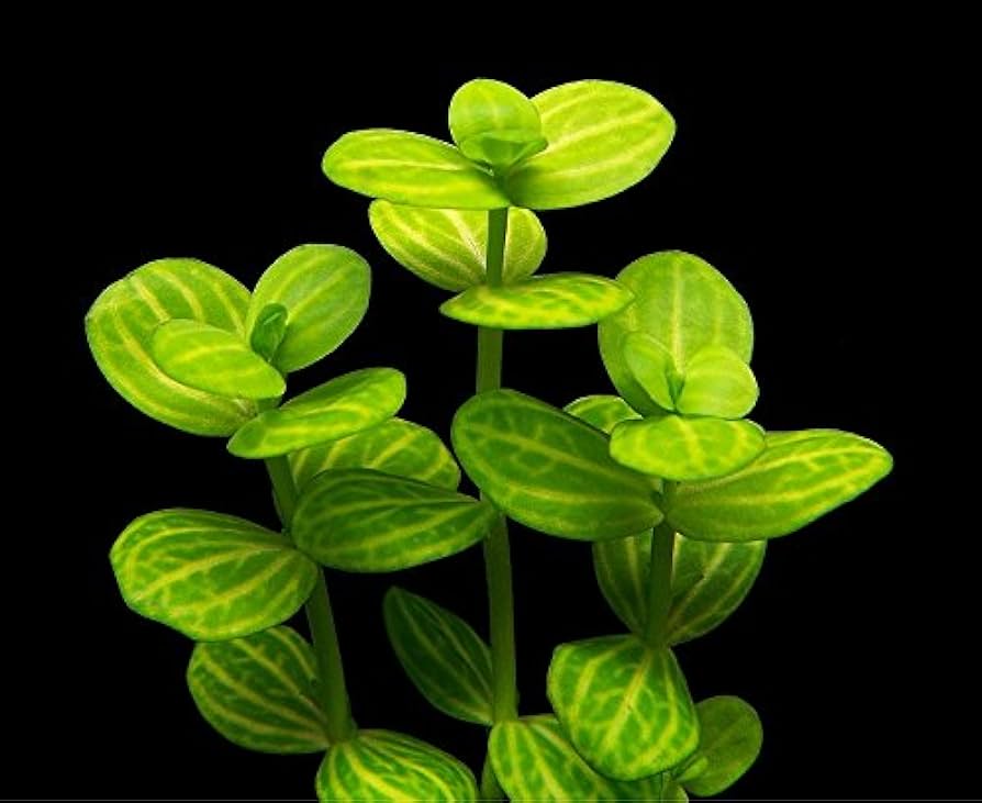 Lindernia rotundifolia Variegated x3 Bunch - Live Aquarium Plant Lindernia rotundifolia Variegated x3 Bunch - Live Aquarium Plant