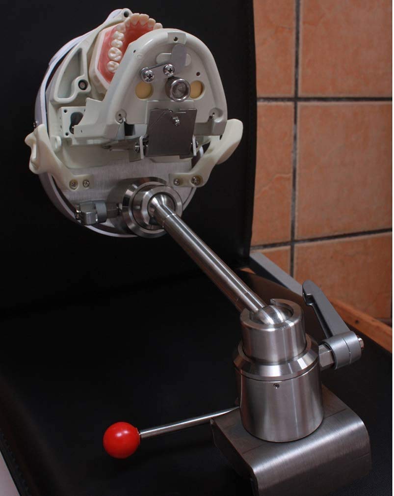 Manichino Fantasma Dentale, simulatore Dentale Testa, simulatore Dentale Formazione Testa Fantasma con Modello di Denti Formazione per Dentisti e assistenti dentali per Dentisti e assistenti dentali