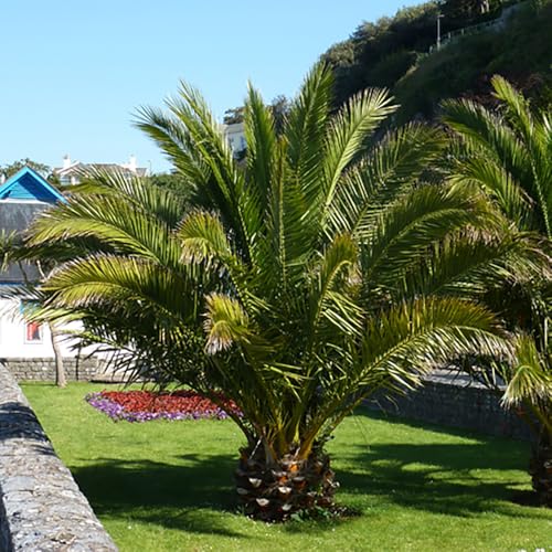 YouGarden Pair of Phoenix Palm Trees 55-75cm Tall in 14cm Pots Exotic Patio Plants Perfect for Gardens or Patios Tropical Hardy Outdoor Plants Garden Ready Mediterranean Palm Trees