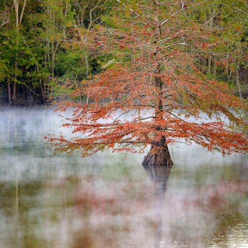 🍂 Greenville Weekender: Fall Light, Sweet Treats & Indoor Fun cover art