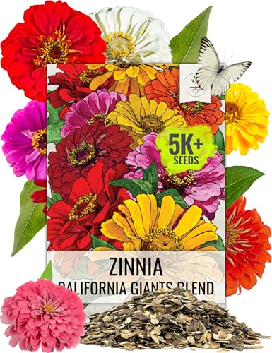 Seed Needs Zinnia Seeds California Giants Mix 5 000 Seeds Bulk Pack