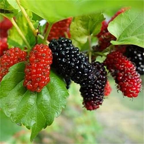 Zcbang Natural Mulberry Fruit Tree Seeds Blackberry Fruit Tree Seeds 100Pcs #TOP2