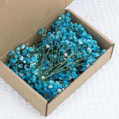Paquete de aliento seco y eucalipto, flores preservadas de 6-15 cm para manualidades, decoración del hogar y arreglos florales, tonos marfil natural y verde, 50 piezas (azul)
