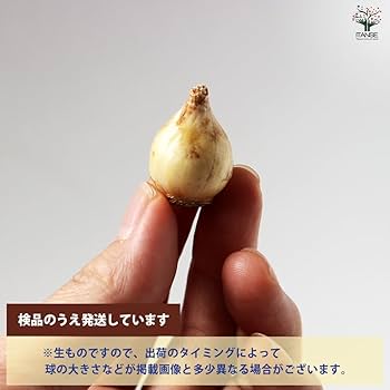 Amazon.co.jp: チオノドクサ ピンクジャイアント 8球【品種で