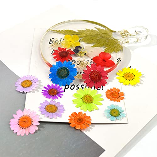 Flor natural prensada seca para manualidades y joyería miniatura 4