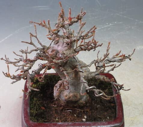 Amazon | 小品盆栽 楓(カエデ)【現品】(733816) | ヴェールモア Amazon | 小品盆栽 楓(カエデ)【現品】(733816) | ヴェールモア