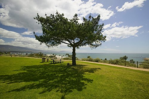 A single windblown tree growing on a green lawn at City College in Santa Barbara Santa Barbara coastline California Poster Print by Panoramic Images (24 x 18)