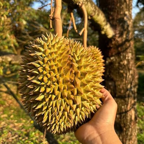 Comprar semillas frescas de fruta durian árboles frutales columnares fruta durian Plantas de jardín perennes resistentes semillas de frutas semillas orgánicas Fruta fresca, plantas 4pcs