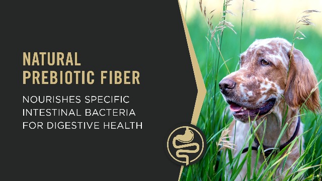 Purina Pro Plan Sensitive Skin and Stomach Dog Food Salmon and Rice Formula - 16 lb. Bag - Image 8