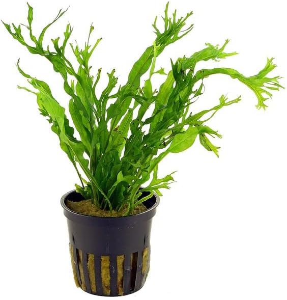 Potted Microsorum Plants Java Fern Live Freshwater