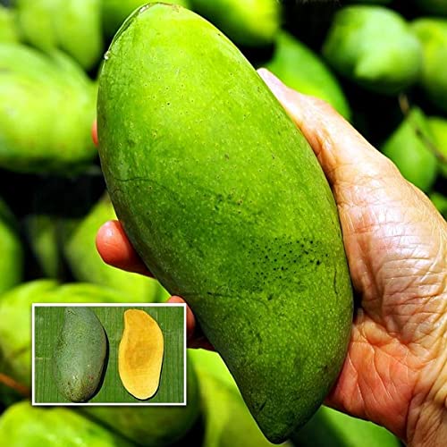 Nursery Live Thailand Mango (Koew Samrod, Graft) Live Fruit Plant (B09ML3BGD1) Amazon Price History, Amazon Price Tracker
