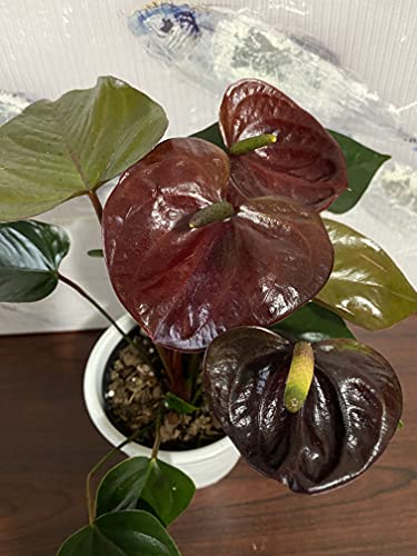 Waterbourn Anthurium Black Paris Black Love Black Chocolate 4 inch Live Plant