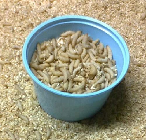 Delaneys 250ct Wax Worms