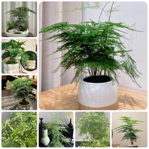 semillas de plantas de helecho espárrago, decoración de la sala de estar Semillas de helecho espárrago, espárrago setaceus, las plantas trepadoras son resistentes Plantas de balcón 80pcs