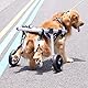 VEVOR Hunderollstuhl mit 2 Rädern, Haustierrollstuhl, verstellbar, unterstützt die Heilung, Hundewagen/Rollstuhl für verletzte, behinderte, gelähmte oder an den Hinterbeinen schwache Haustiere (L)