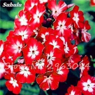 100 Pieces Flower Daffodil, Daffodil Seeds (not Daffodil Lamps) Bonsai Flower Seed Aquatic Plants Double Petals Daffodil Garden Plant 19