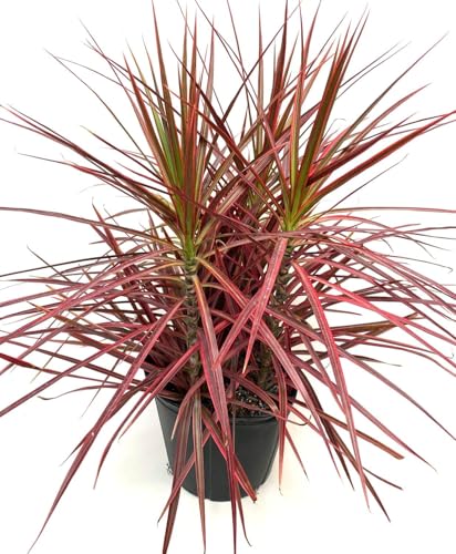 Dracaena Marginata Live Plant | Indoor & Outdoor Air Purifying Plant | Low Maintenance Garden & Home Office Decor | Red-Edged Dragon Tree | Red (B0DD486CVY) Amazon Price History, Amazon Price Tracker