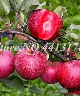 Kalash New 30Pcs Apple Fruit Seeds for Gardening Dark Pink