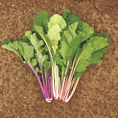 Organic Pak Choi Vivid Choi Fast Growing, Crisp Tender Leaves, Bright Green Foliage, Ideal for Salads Stir-Fries Steaming, Continuous Harvest, 1x Seed Packet by Thompson and Morgan