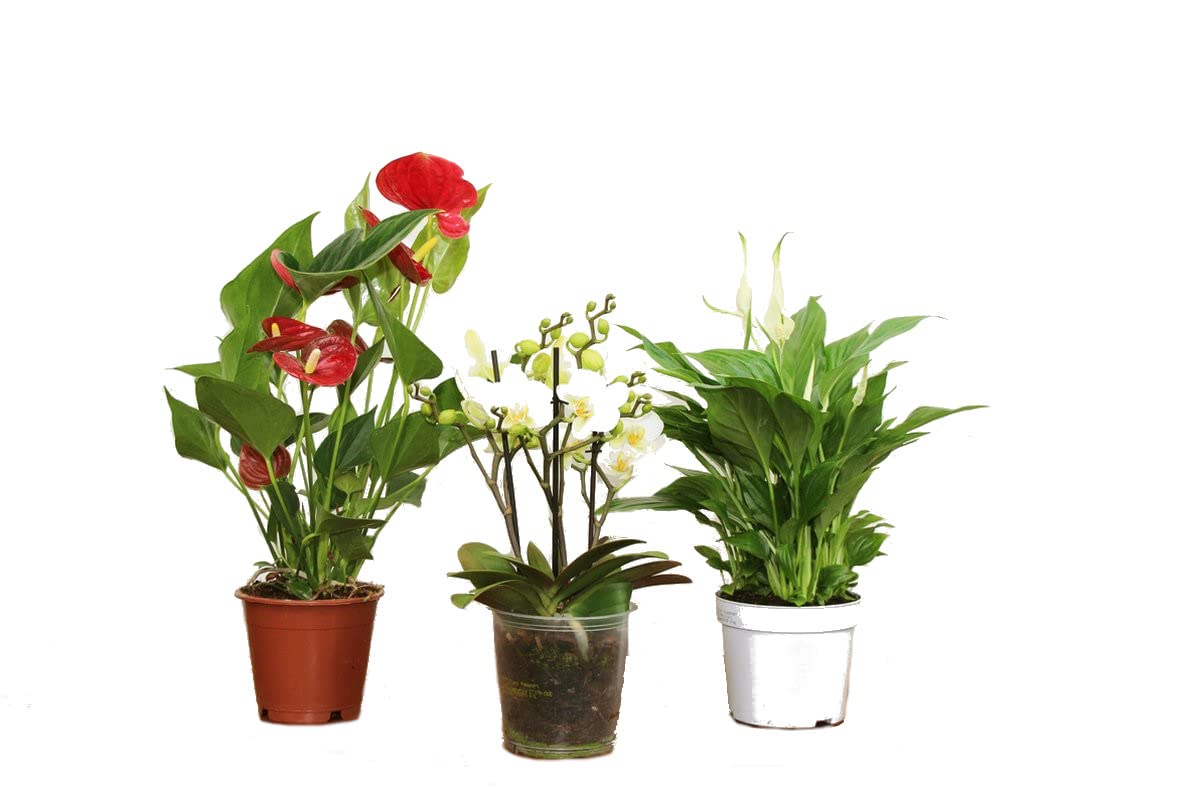 Juego de 3 Plantas de Interior Naturales con Flor | Anthuriun Rojo - Orquídea Phalaenopsis - Spathiphyllum | Plantas Purificadoras del Aire
