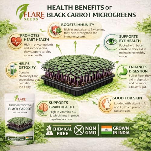 Image of Black Carrot Microgreen Seeds, Chemical-Free, Non-GMO, 100g Pack with Free Coco Disk, Rich in Antioxidants and Vitamins for Indoor Growing