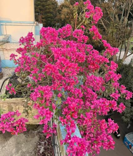 Image of RARE PINK BOUGAINVILLEA LIVE FLOWER PLANT || HEALTHY LIVE PLANT WITH GROW BAG & SECURE PACKING || BEAUTIFUL FLOWER GARDEN DECORATION (PINK)