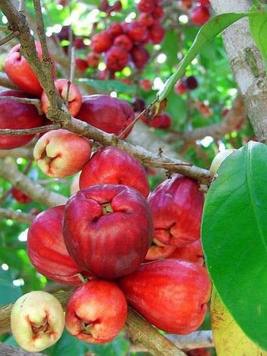 Java Fruti Creative Farmer Nurture Rare Dwarf Red Water Apple Malay Champa Java ...