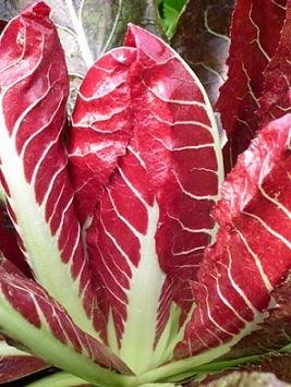 Radicchio Treviso Early 250 Seeds