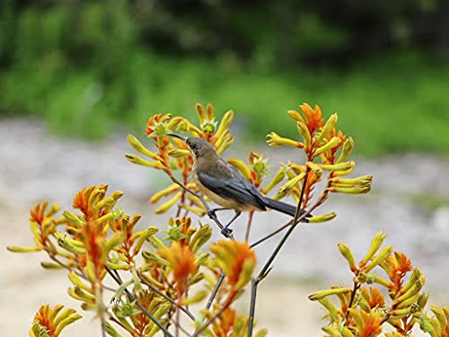 5pcs Coleus Wizard Plant Seeds