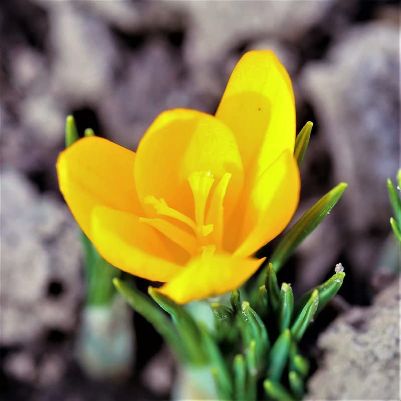 Image of IMP. Saffron | Crocus Excellent Quality Flower Bulbs for Attractive Aromatic Flowers Home Outdoor Gardening Plants Flowering Bulbs (pack of 12, Chrysanthus Romance)