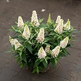 Baumschule WEDROWSKI w