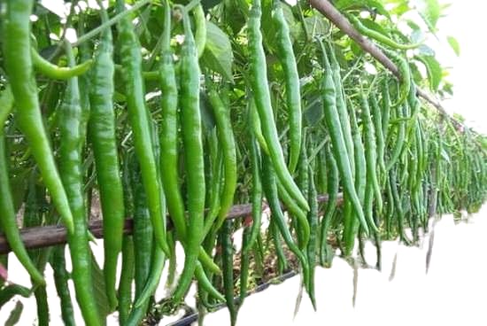 MANISHAS DAFFODILS Green Chilli Plant,High-Yielding F1 Variety,Whole Year Chilli, Mirch Vegetable Plant For HomeUnique For your Garden(5/6 Healthy Blooming Plant In Clay -Pot. (B0CRQHNRZB) Amazon Price History, Amazon Price Tracker