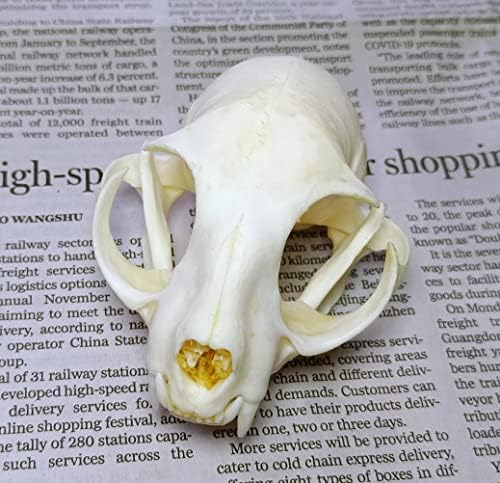 Animal Specimen Real Animal Skull Specimen Taxidermy Cleaned Skull Collection Fox, cat, Mink, Crocodile, Dog, Raccoon, Snake, Rabbit, Goat ，Muskrat，Nutria，Fox's paw (10pcs,The cat)
