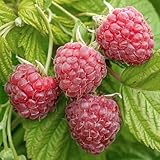 Características: Planta frutal caduca que es una de las favoritas de los jardineros. Esta variedad de fructificación temprana cosechará en julio, ofreciendo una cosecha abundante de gran sabor. Es una excelente opción para uso general.