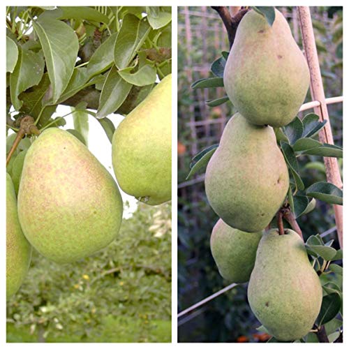 Duo Birnenbaum Köstliche von Charneux und Williams Christ